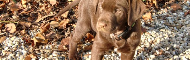 kleiner-labrador